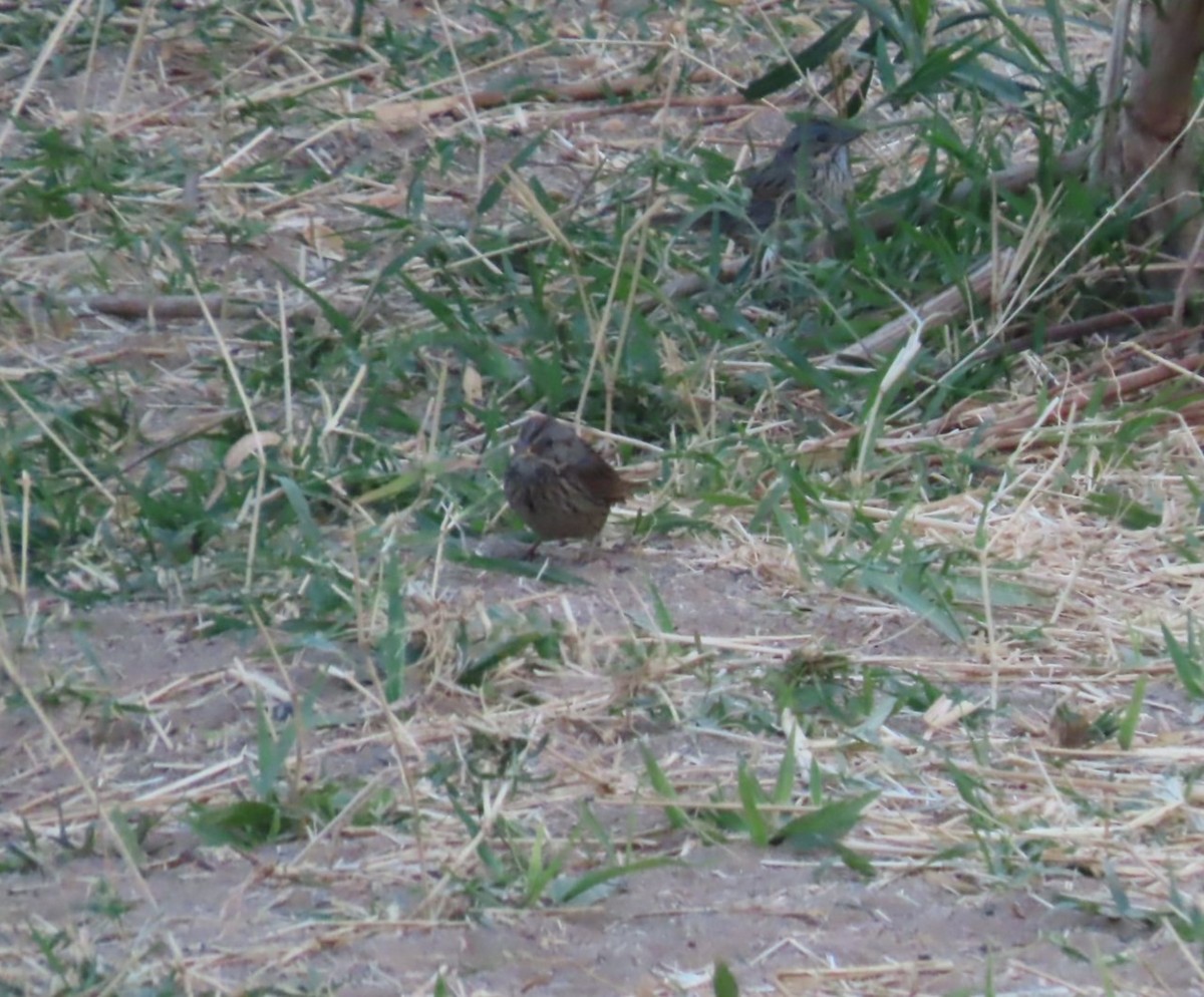 Lincoln's Sparrow - ML617246888