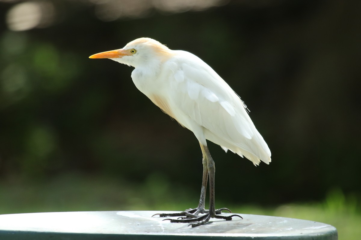 Western Cattle Egret - Sandy Schreven