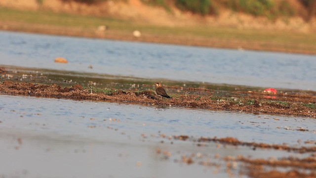 Oriental Pratincole - ML617246928