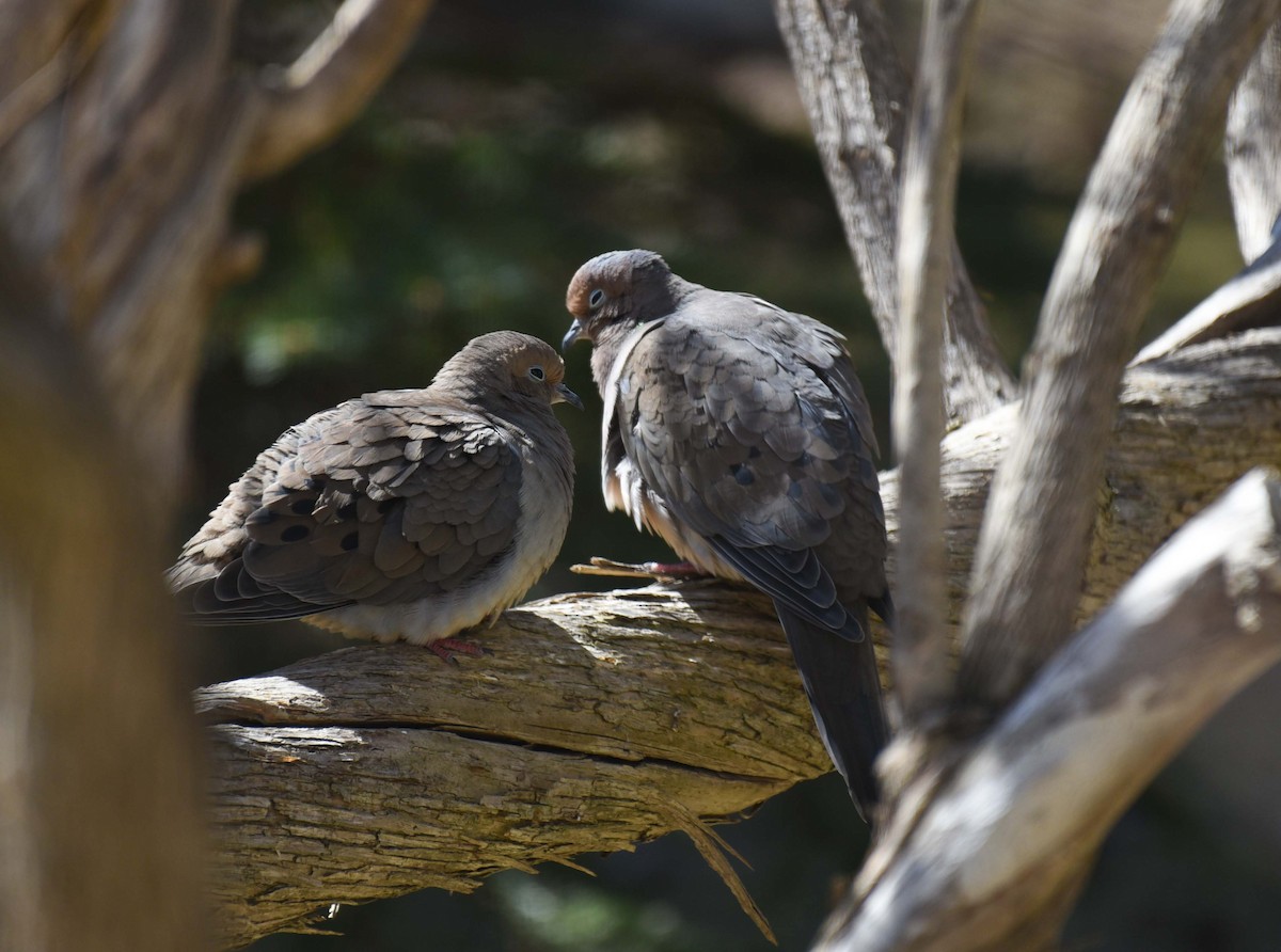 Mourning Dove - ML617246947