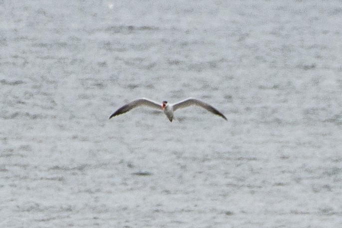 Caspian Tern - ML617246948