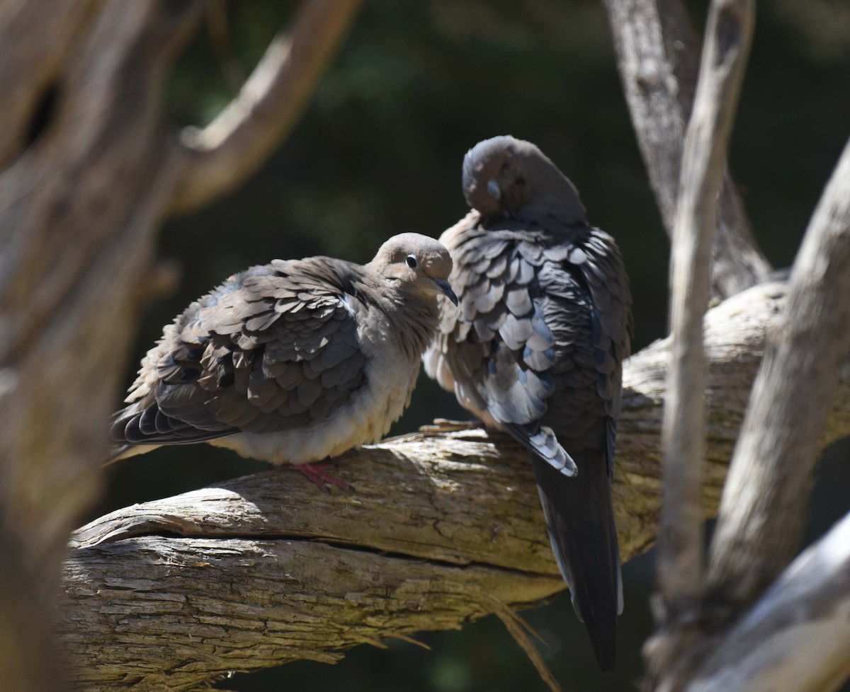 Mourning Dove - ML617246951