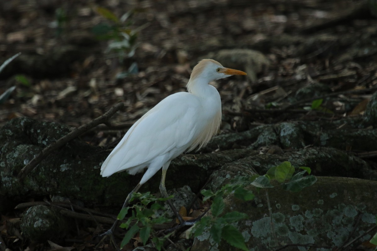 Чапля єгипетська (підвид ibis) - ML617246973