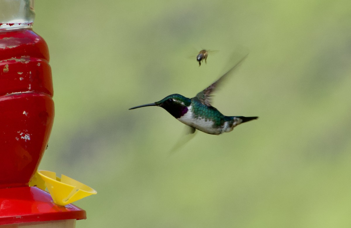 White-bellied Woodstar - ML617246978