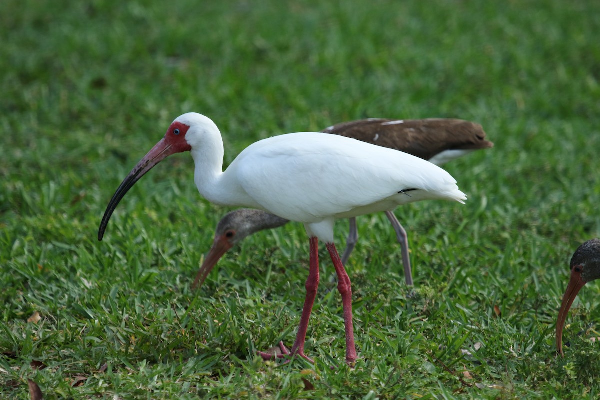 ibis bílý - ML617246983