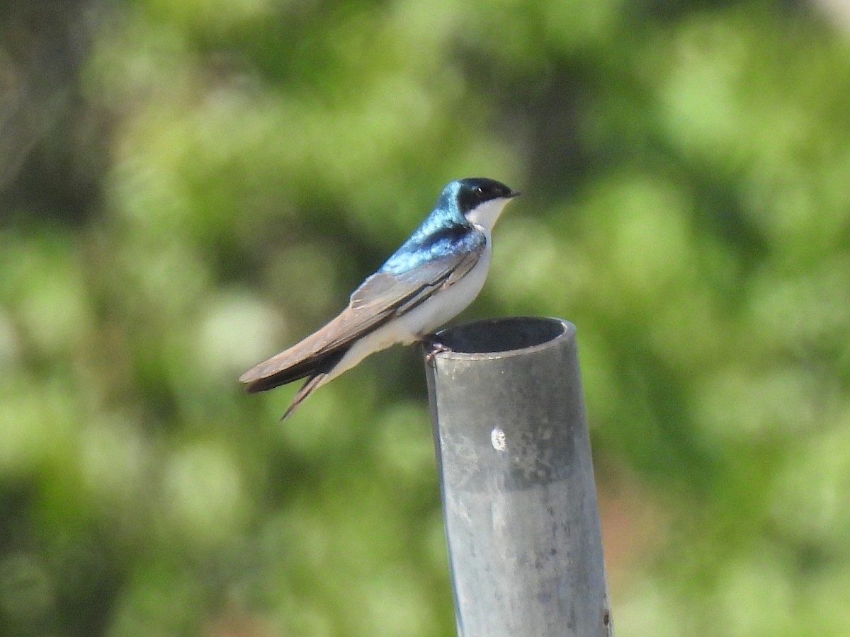 Tree Swallow - ML617247011