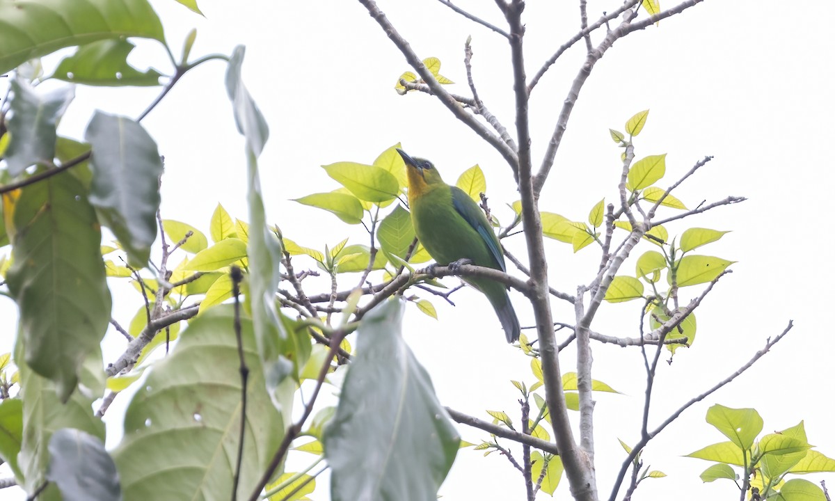 Yellow-throated Leafbird - ML617247053