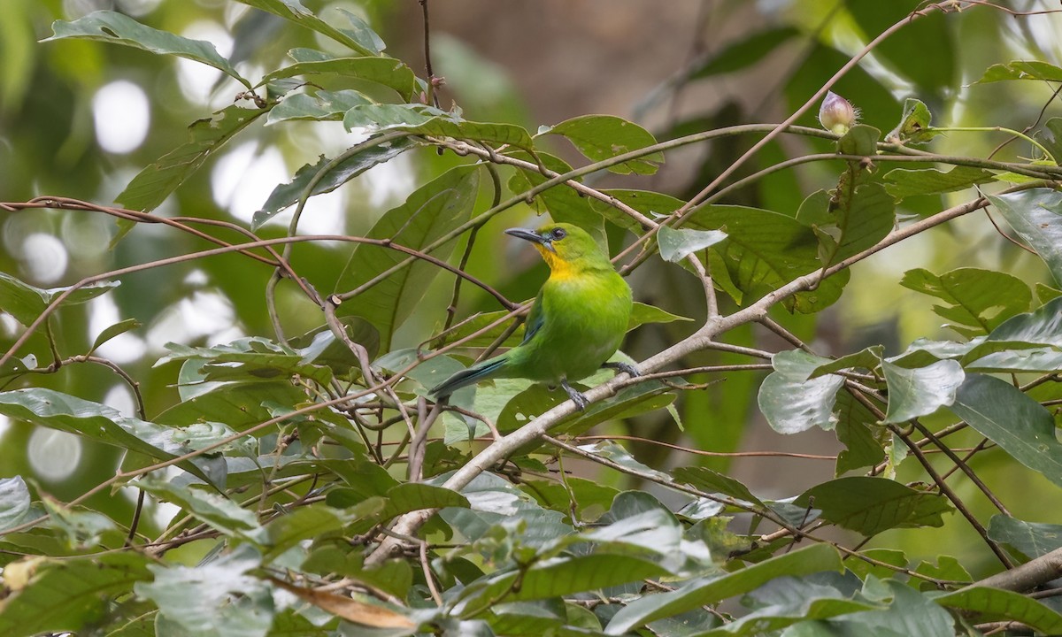 Yellow-throated Leafbird - ML617247054