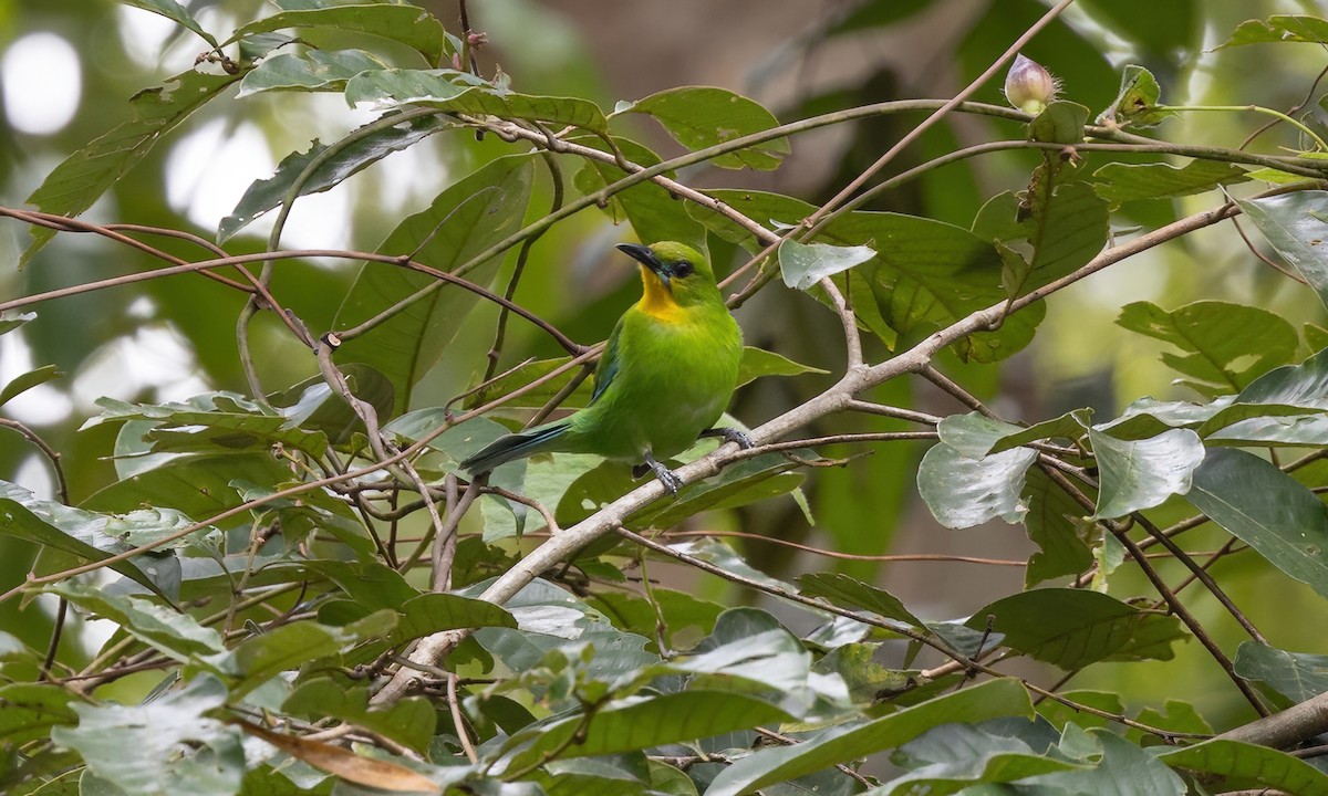 Yellow-throated Leafbird - ML617247055