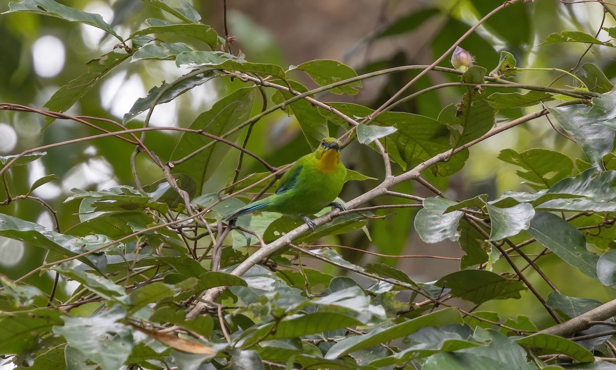 Yellow-throated Leafbird - ML617247056