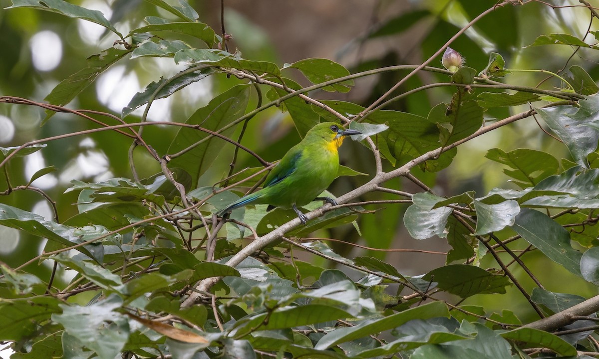 Yellow-throated Leafbird - ML617247057