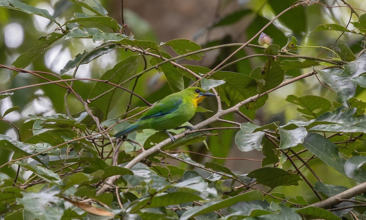 Yellow-throated Leafbird - ML617247058