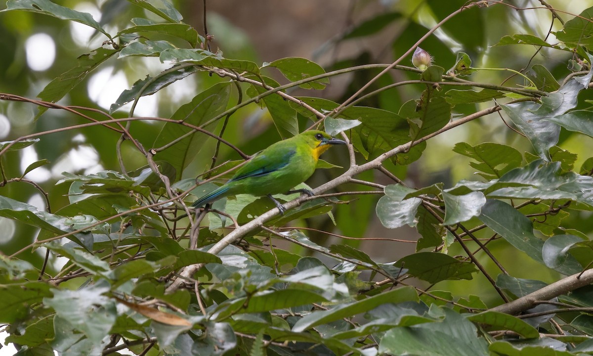 Yellow-throated Leafbird - ML617247059