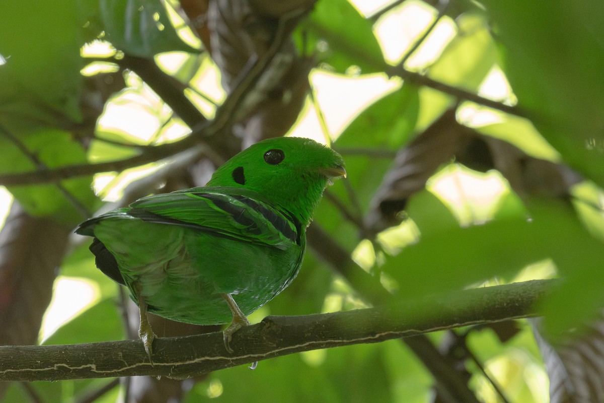 Green Broadbill - Ross Bartholomew