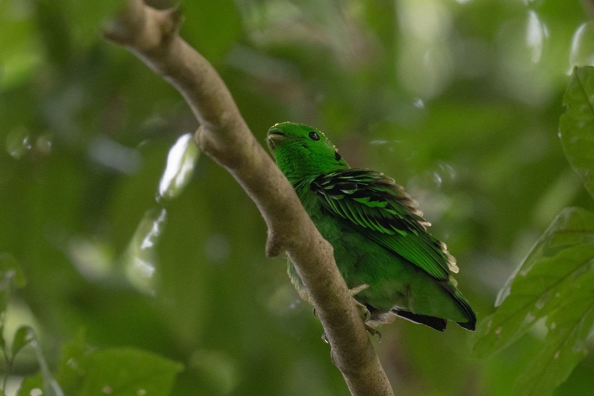 Green Broadbill - ML617247075