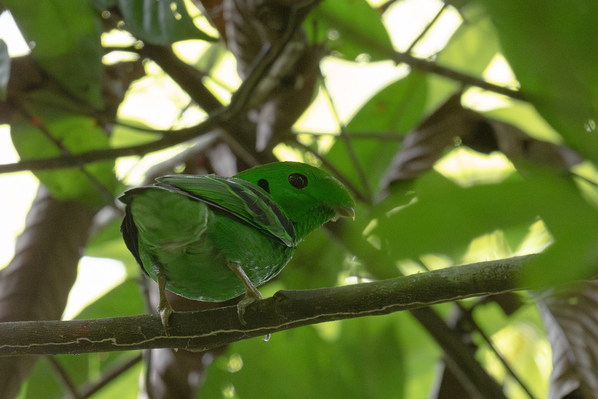 Green Broadbill - Ross Bartholomew