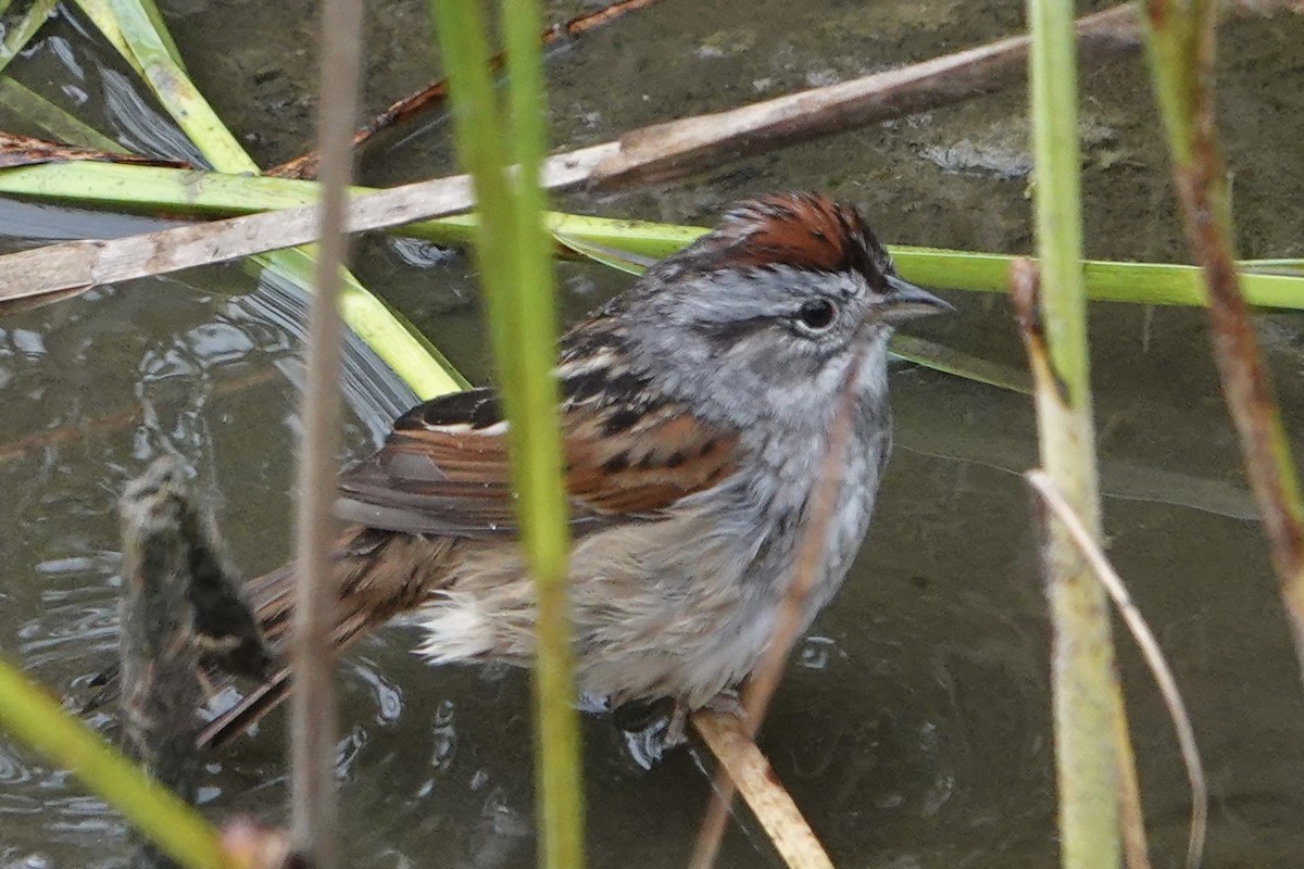 Swamp Sparrow - ML617247079