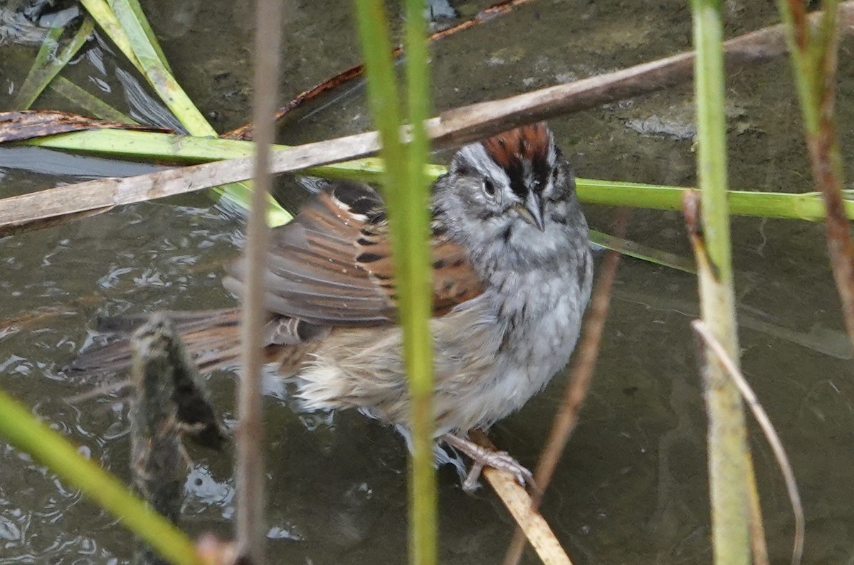 Swamp Sparrow - ML617247080