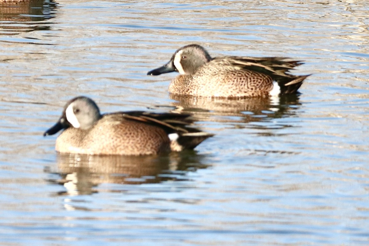 Blue-winged Teal - ML617247094