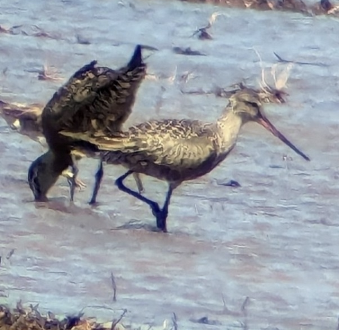 Hudsonian Godwit - Caleb Persia