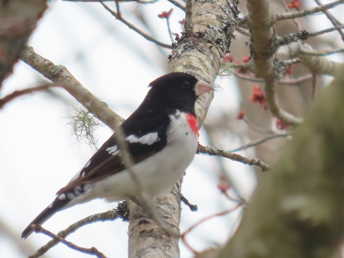 Rose-breasted Grosbeak - ML617247098