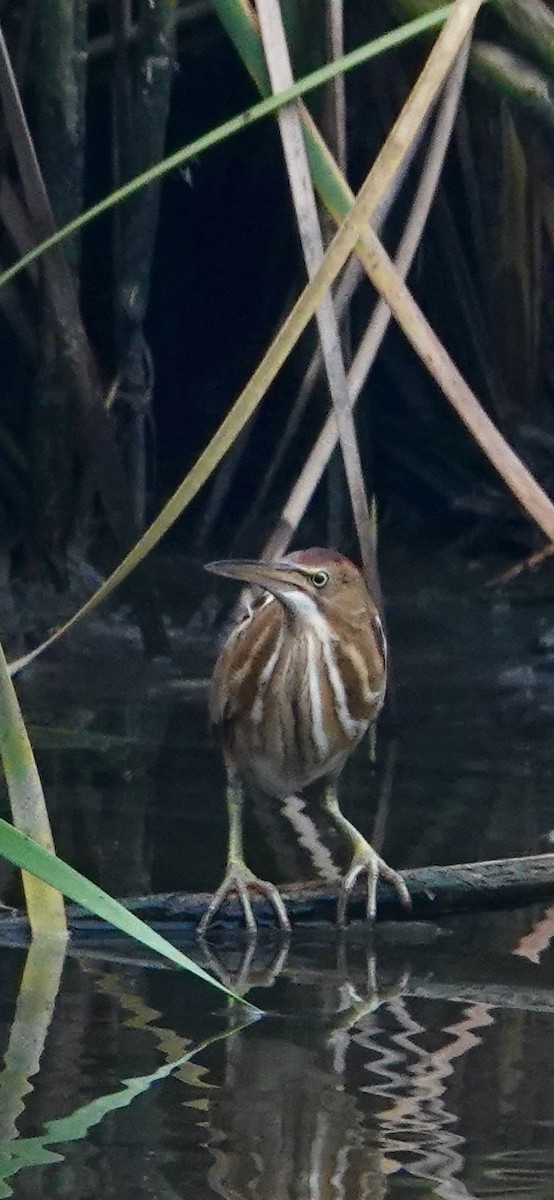 Least Bittern - ML617247103