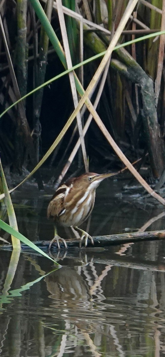 Least Bittern - ML617247104