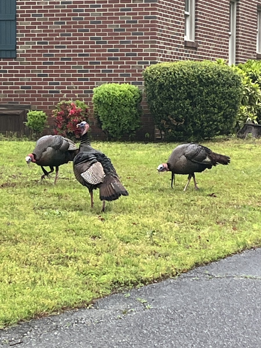 Wild Turkey - ML617247112