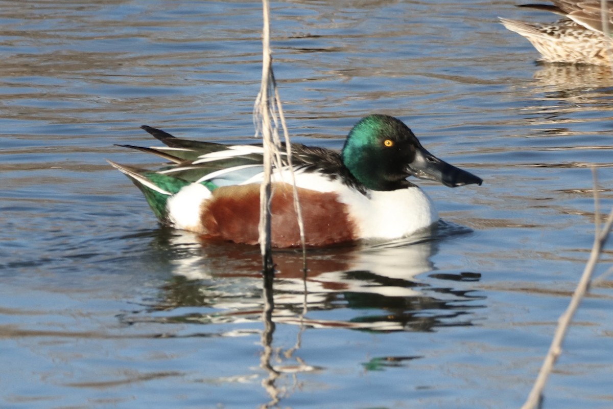 Northern Shoveler - ML617247117