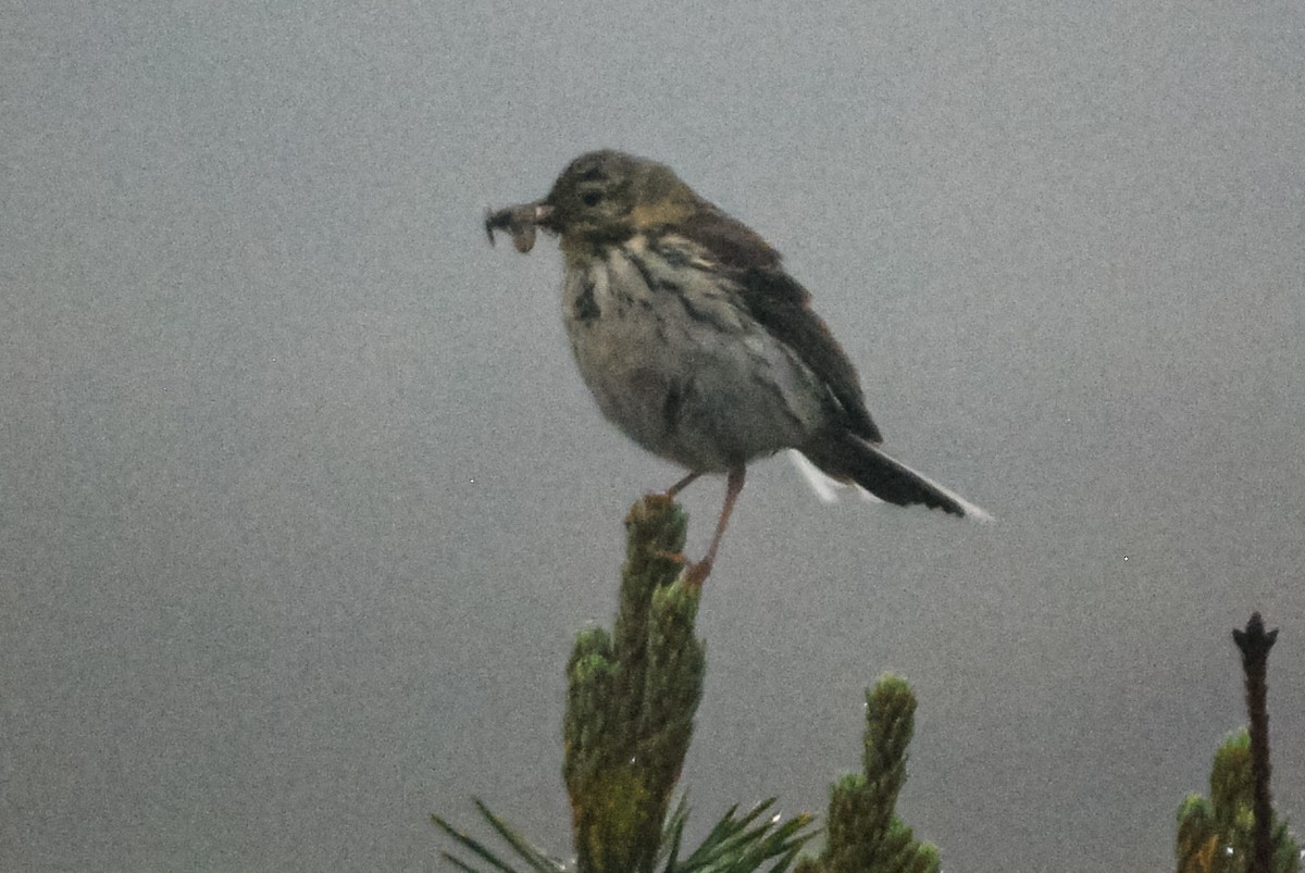 Meadow Pipit - Kurt Gaskill