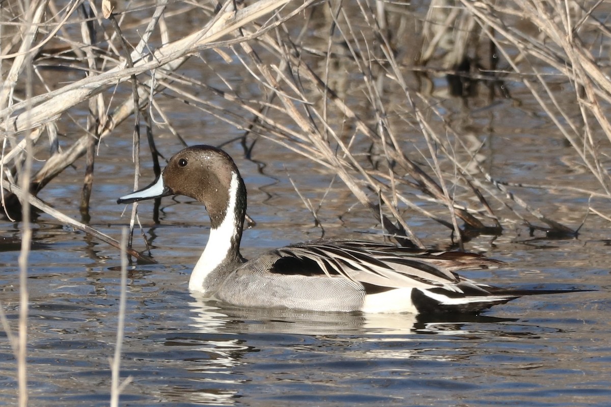 Northern Pintail - ML617247125
