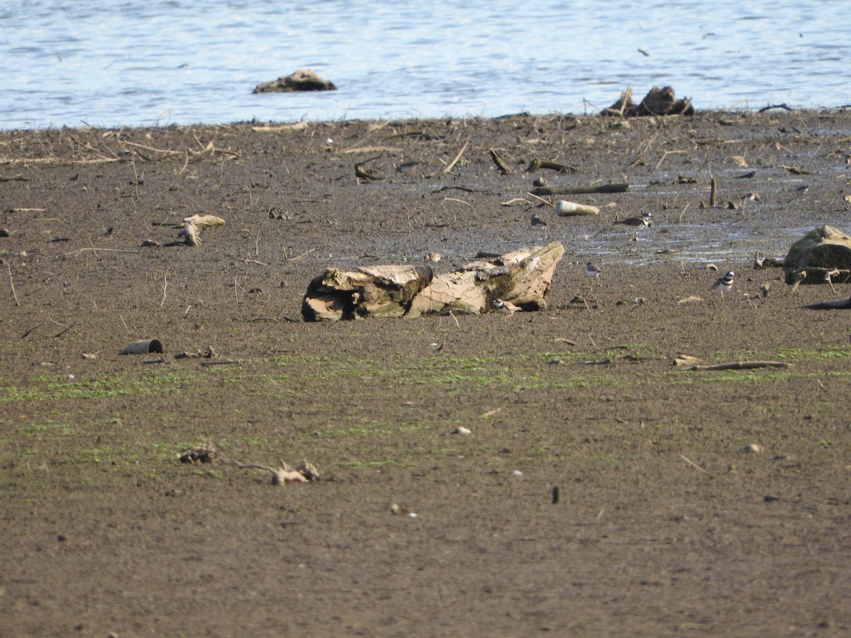 Semipalmated Plover - ML617247138