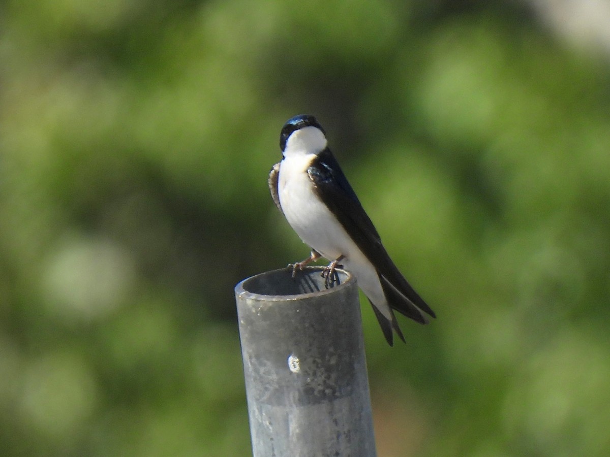 Tree Swallow - ML617247190