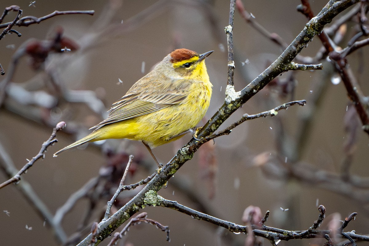 Palm Warbler - ML617247191