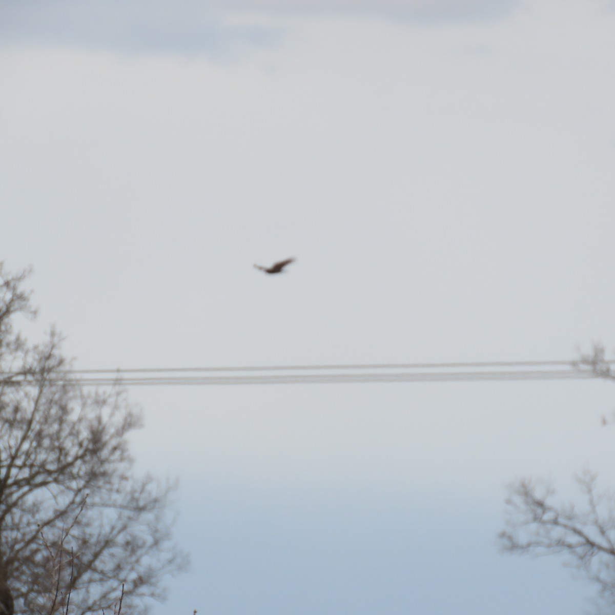 Aura Gallipavo - ML617247193