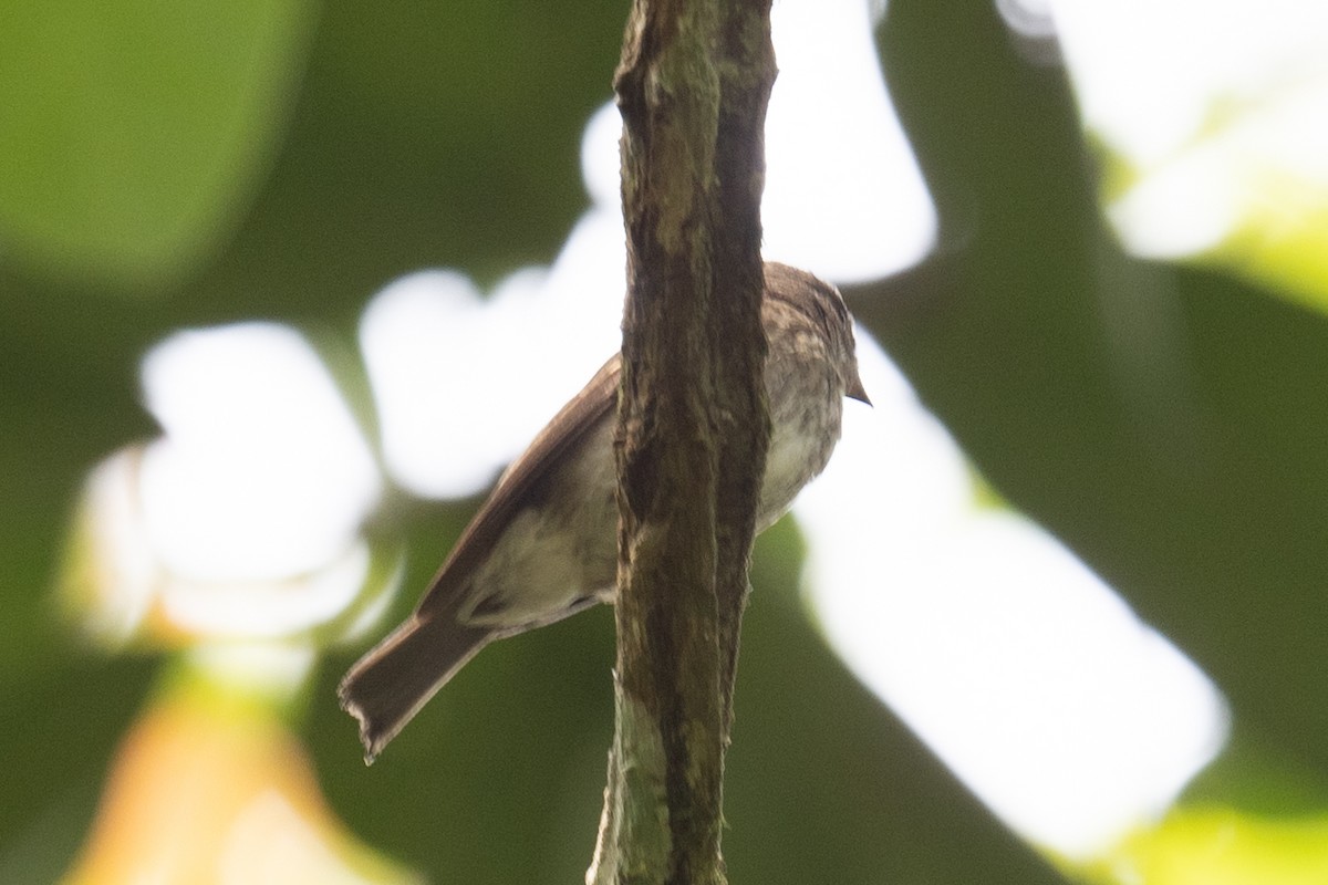 Brown-streaked Flycatcher - ML617247198