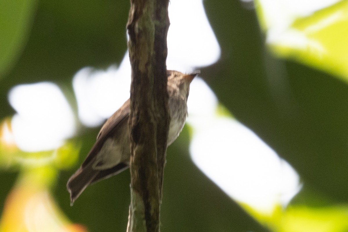 Brown-streaked Flycatcher - ML617247200