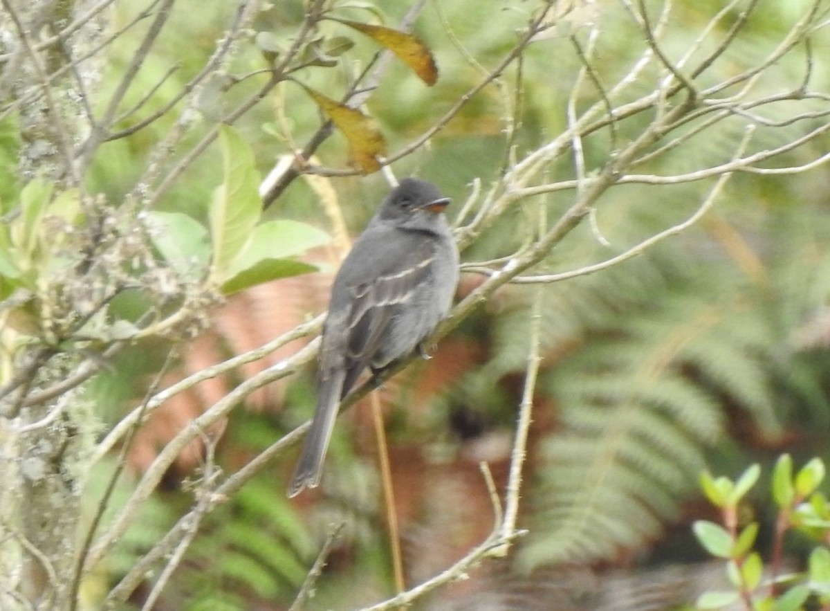 Smoke-colored Pewee - ML617247204