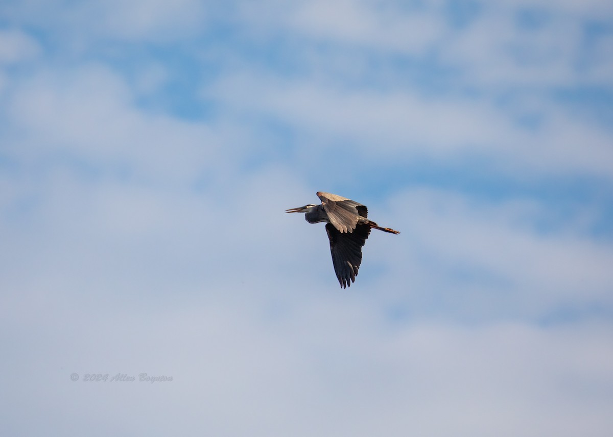 Great Blue Heron - ML617247231