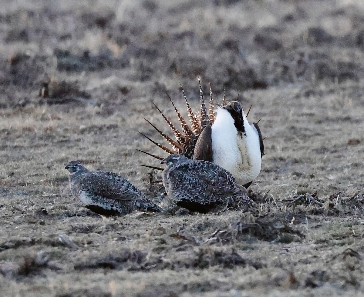 Greater Sage-Grouse - Frank Nicoletti