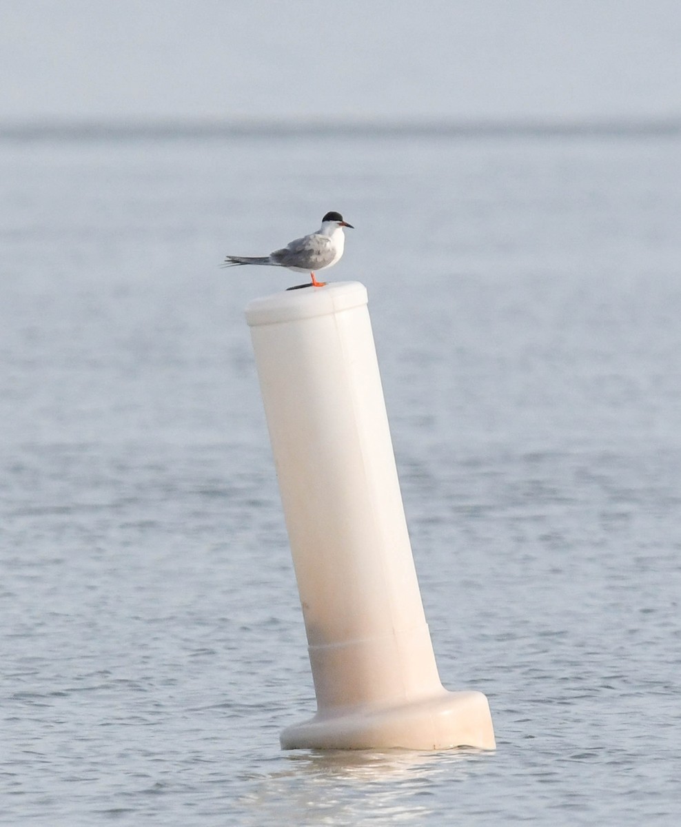 Forster's Tern - ML617247251