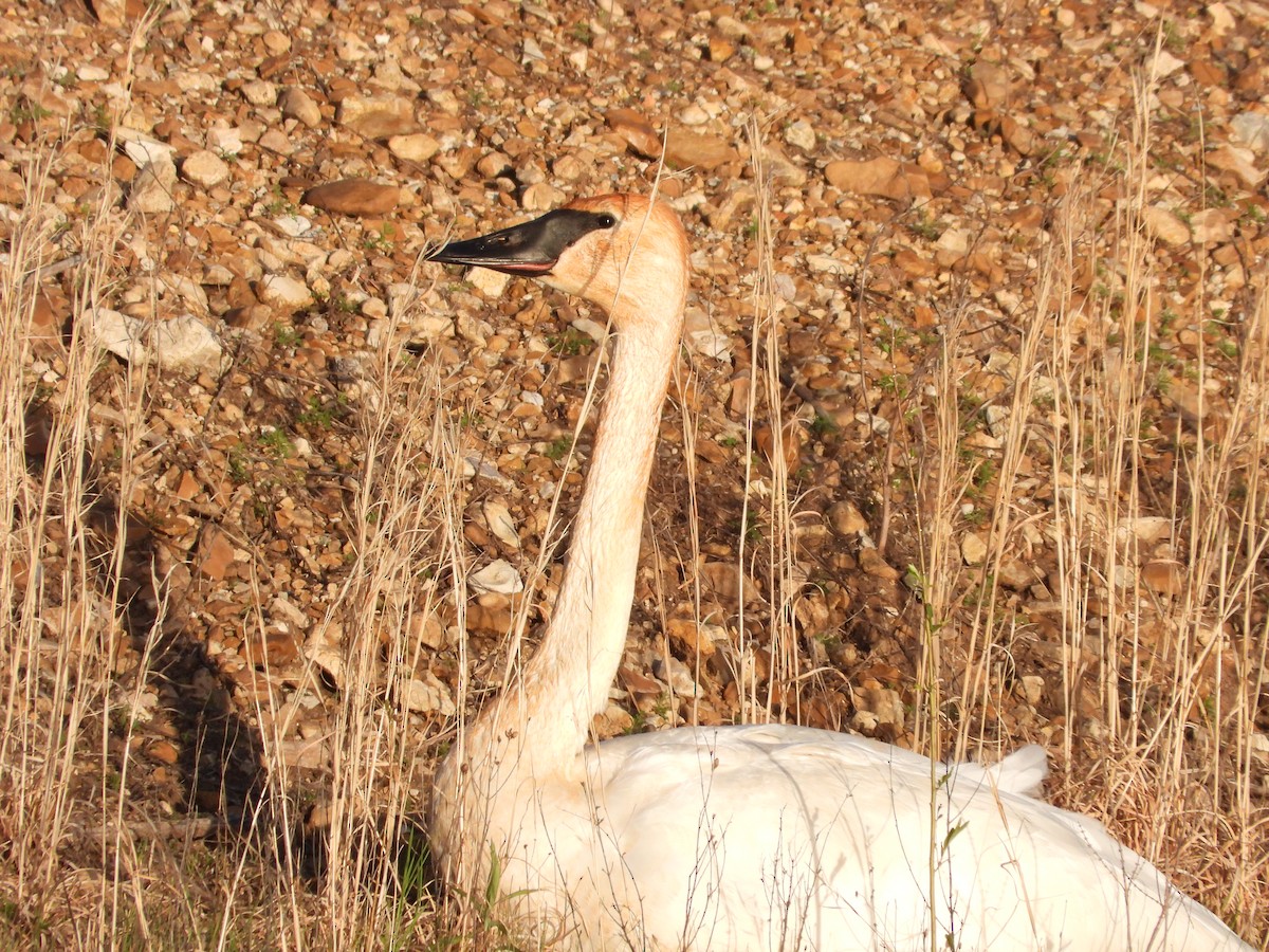 Trumpeter Swan - ML617247254