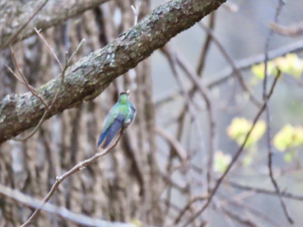 Broad-billed Hummingbird - Alan  Troyer