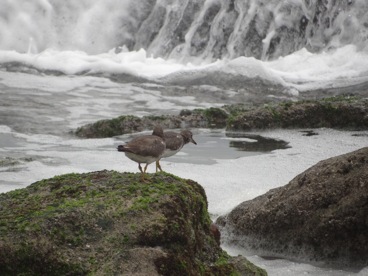 Surfbird - Francisco Sornoza