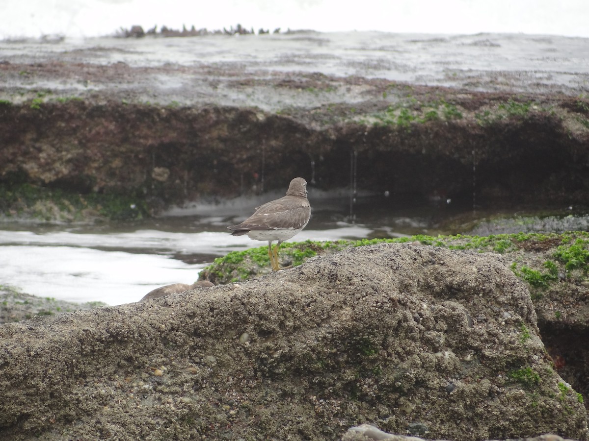 Surfbird - Francisco Sornoza