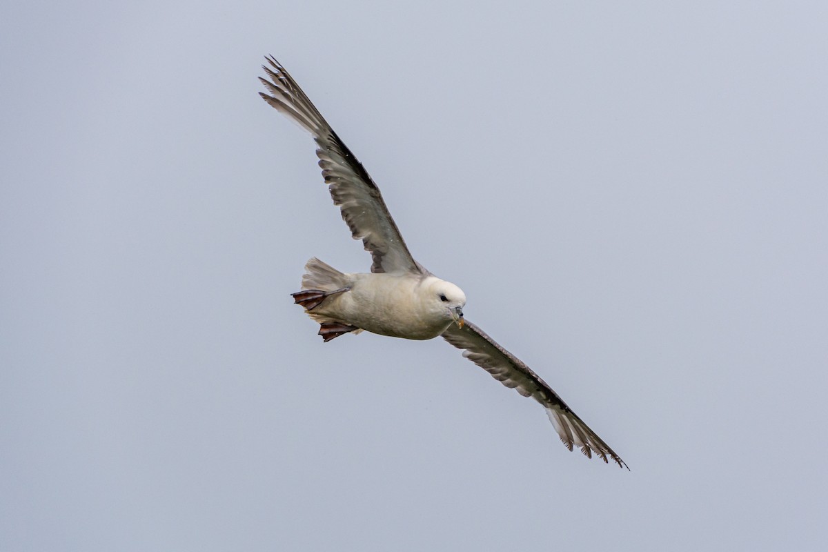 Northern Fulmar - ML617247315