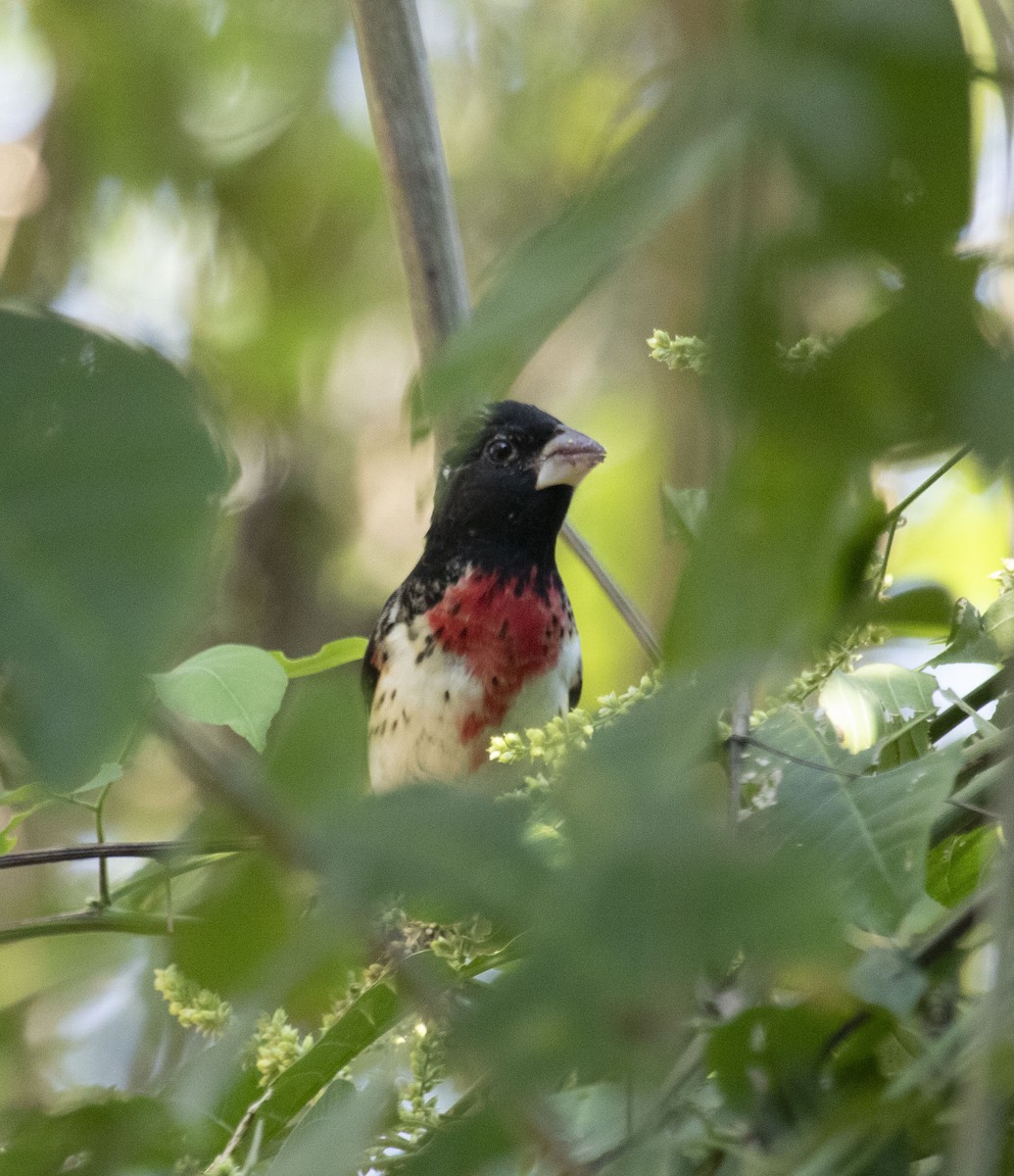 Rose-breasted Grosbeak - Beth Olson