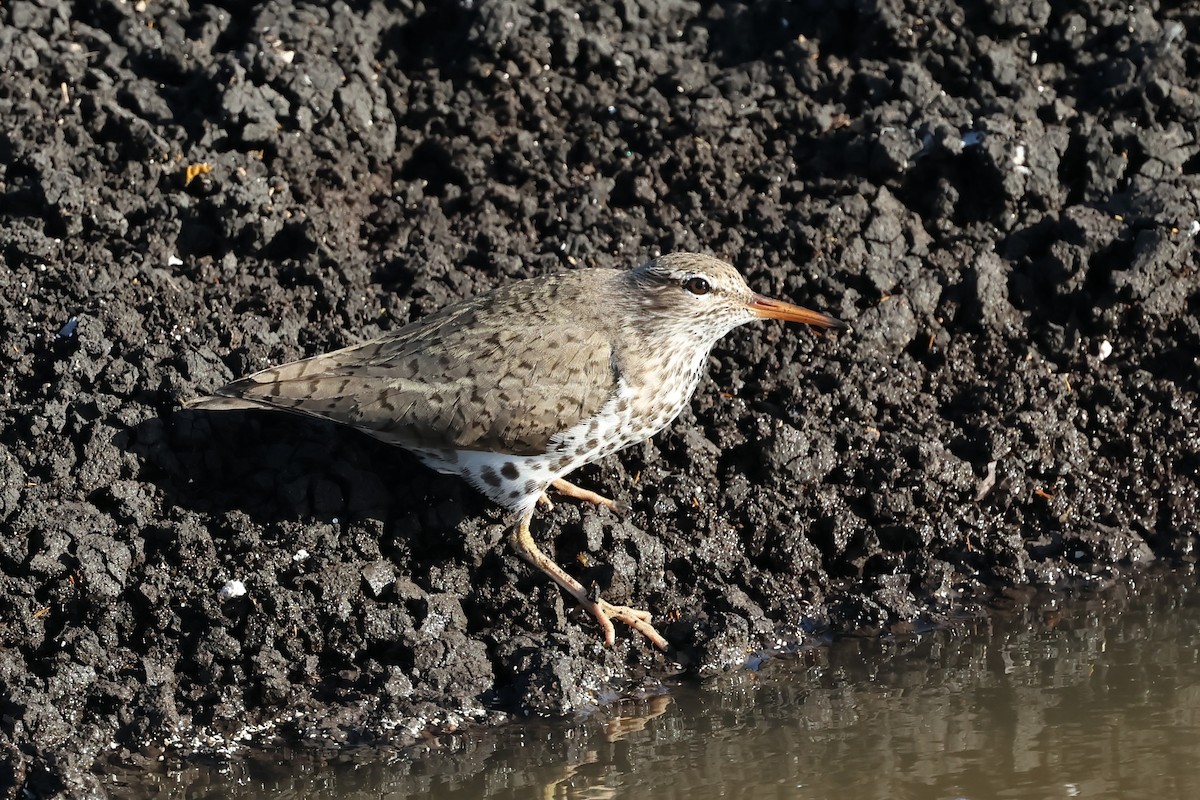 Spotted Sandpiper - PJ Pulliam