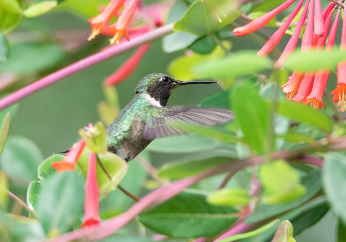 Ruby-throated Hummingbird - Tu Wren