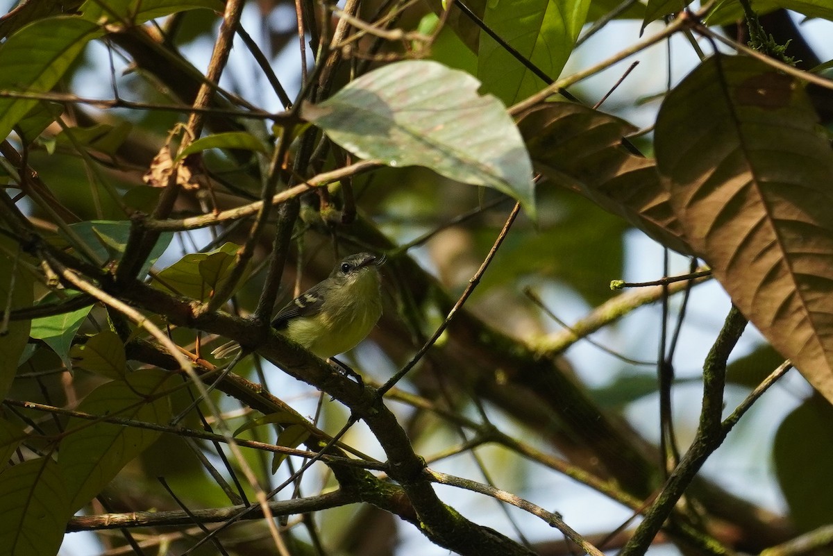 Yellow Tyrannulet - ML617247398